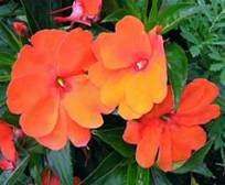 Beijo-pintado, Impatiens hawkeri, Impatiens holstii, Impatiens sultanii, 